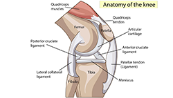 Anatomy of the Knee