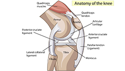 Treat Patellar Tendinitis at MidAmerica's Palos Hills & Mokena